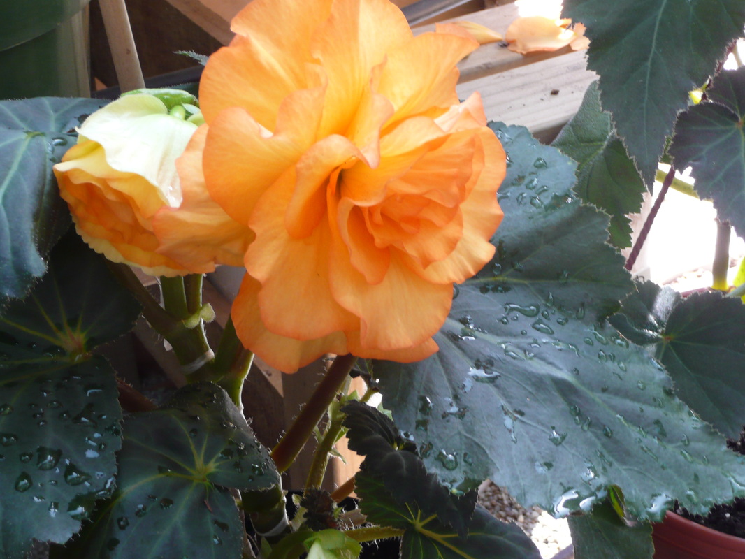 B. ‘Reg Daube’